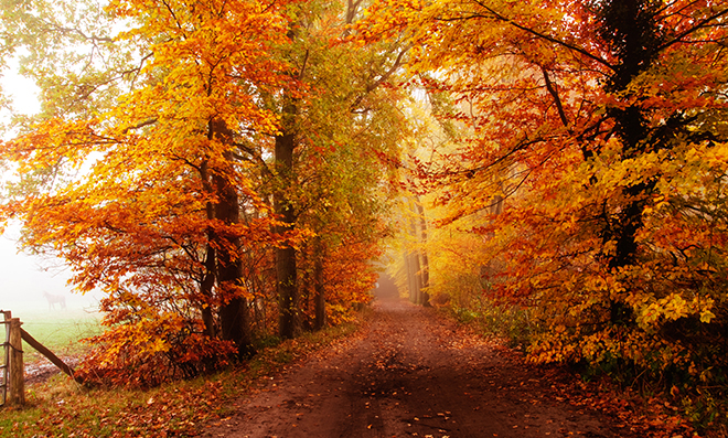 COVID Report Fall Woods.jpg